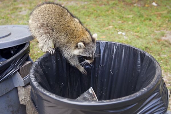 a raccoon gets into a garbage can ponderosa garage doors repair raccoon size